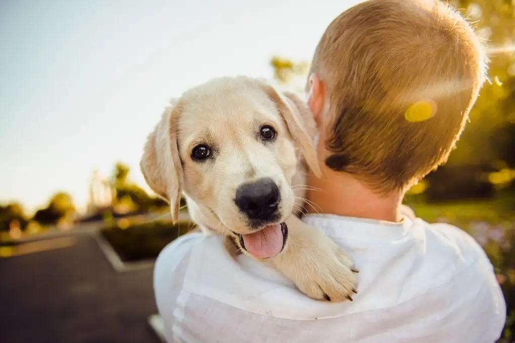 smart dog technology