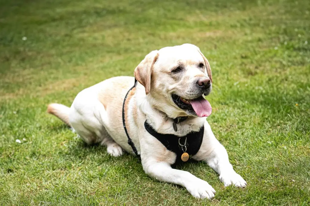 smart dog technology