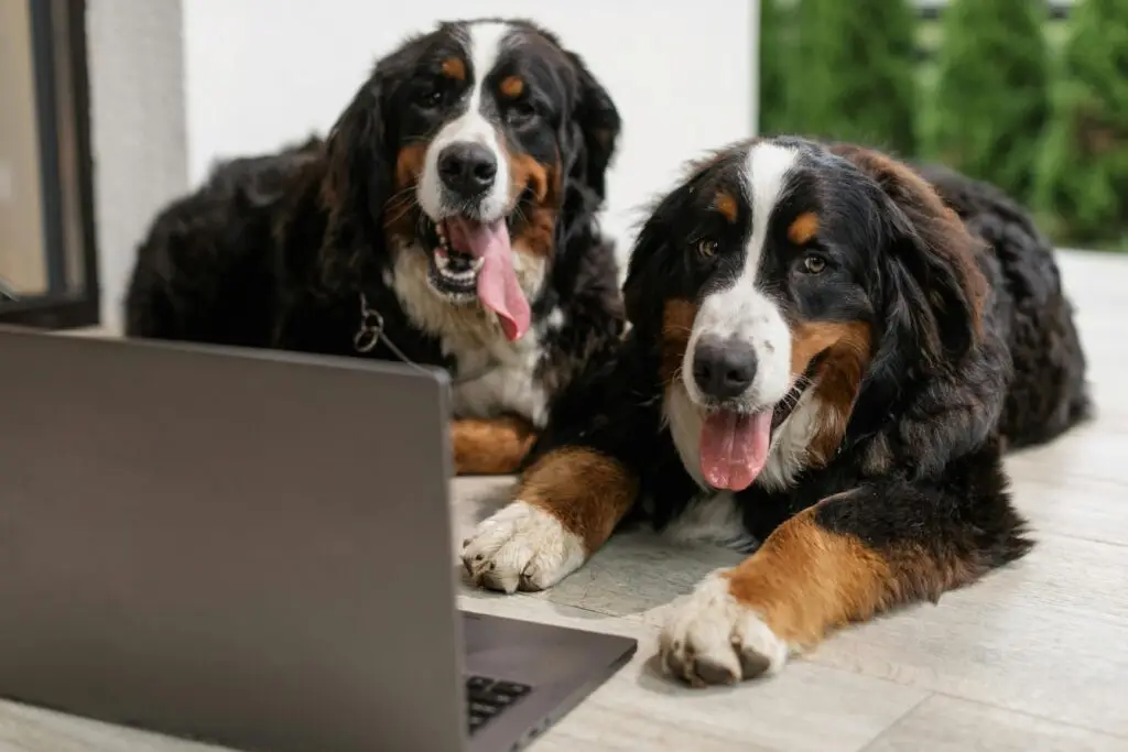 smart dog technology