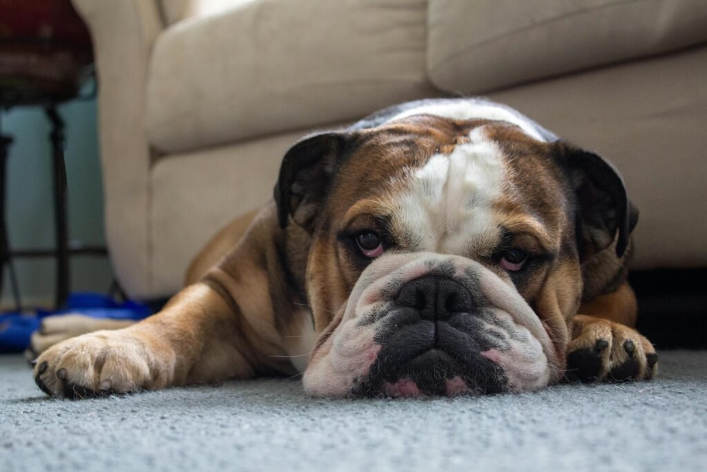 most popular type of dogs