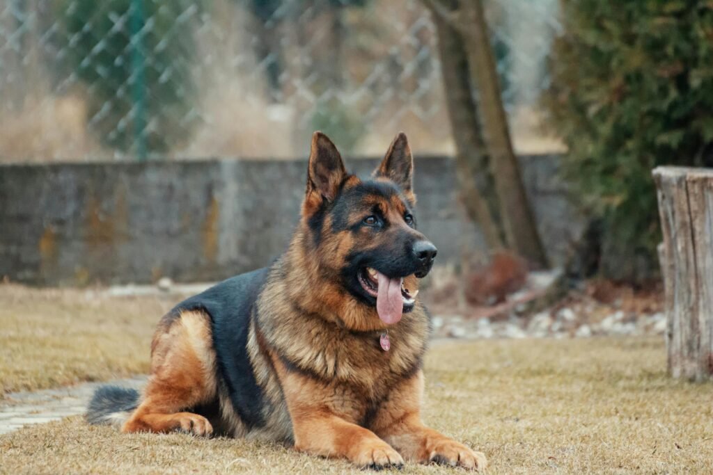 most popular type of dogs