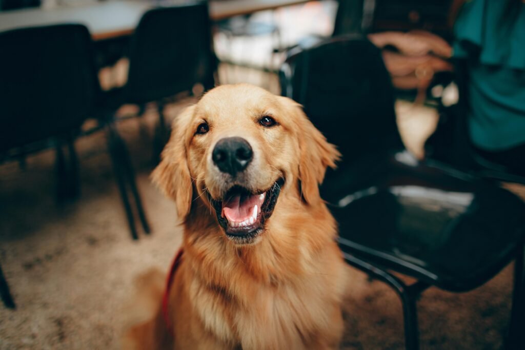 most popular type of dogs