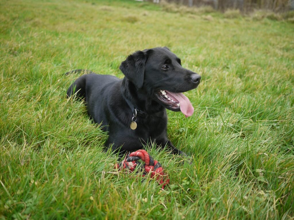 Most popular type of dogs