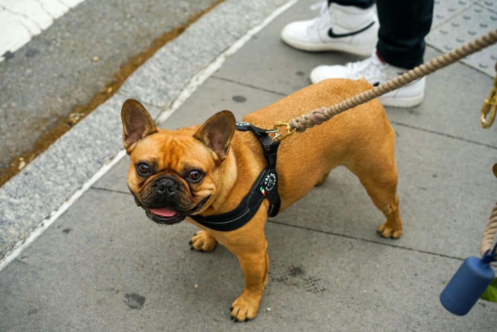 most popular type of dogs